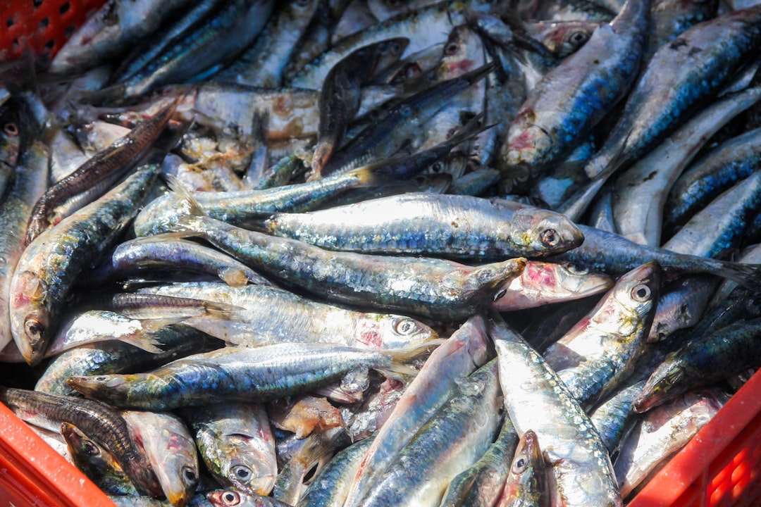 Sardine АМЛ скрининг крипто: как провести эффективный анализ транзакций для борьбы с отмыванием денег